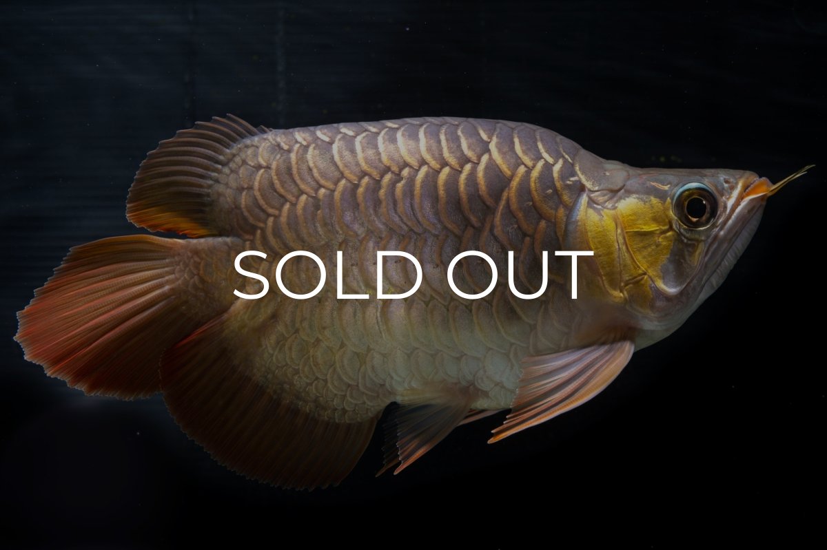 画像11: スーパーレッド ショート個体(#1) NO.51 (11)