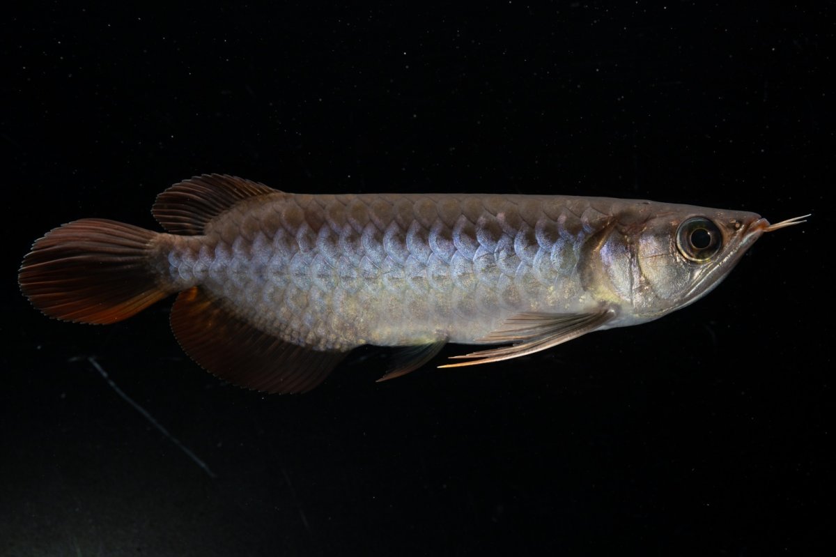 画像2: スーパーレッド  NO.30（プルマタカプアス産） (2)