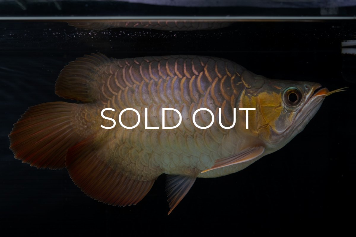 画像9: スーパーレッド ショート個体(#1) NO.51 (9)