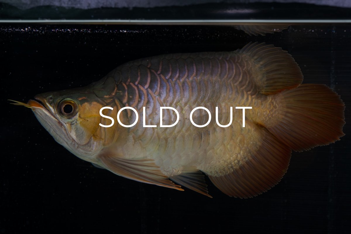 画像22: スーパーレッド ショート個体(#1) NO.51 (22)