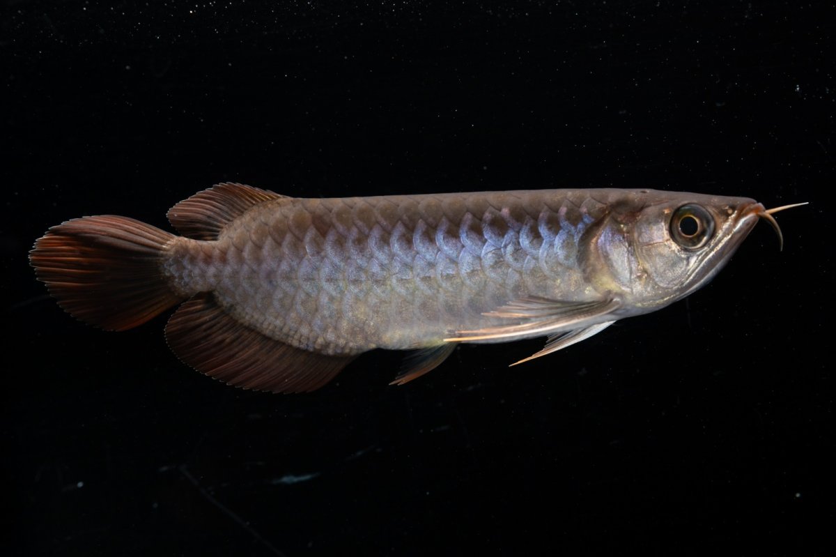 画像4: スーパーレッド  NO.30（プルマタカプアス産） (4)