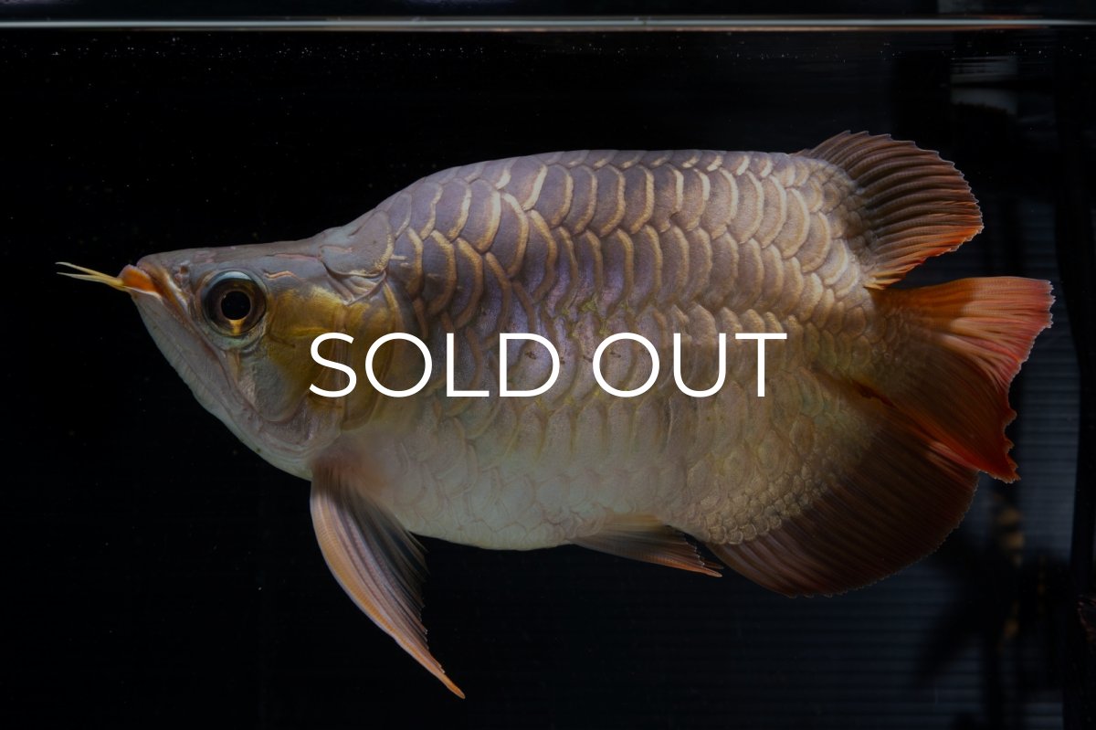 画像21: スーパーレッド ショート個体(#1) NO.51 (21)