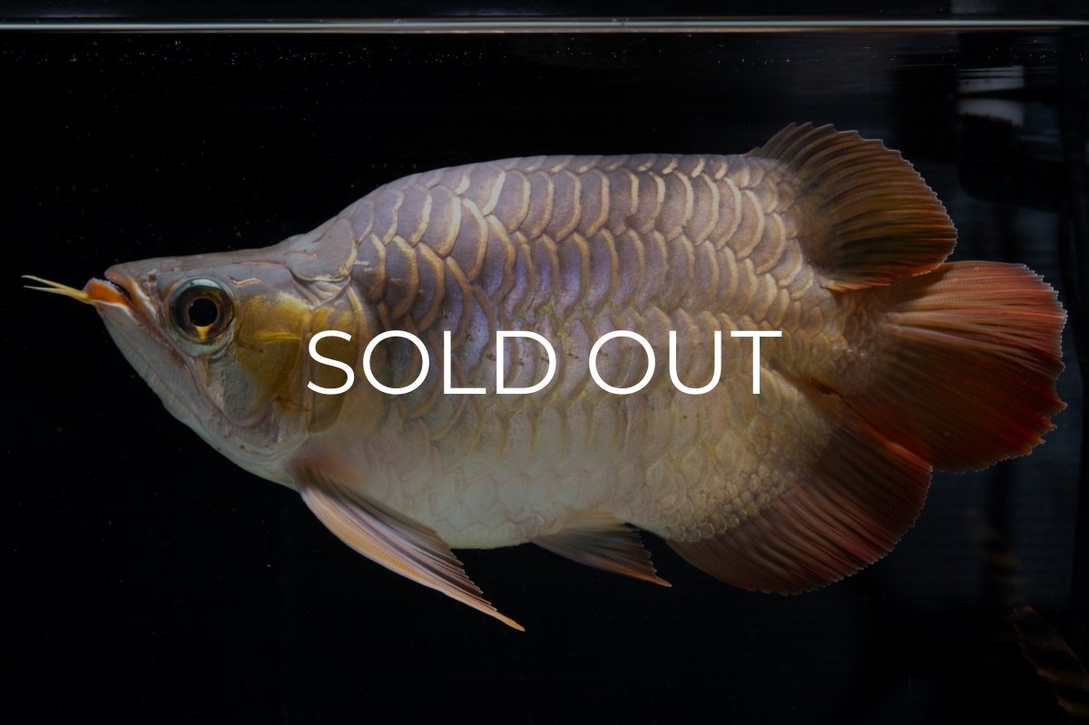 画像20: スーパーレッド ショート個体(#1) NO.51 (20)