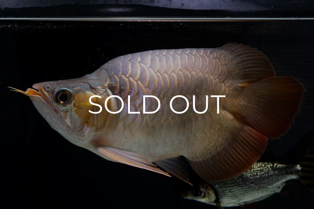 画像19: スーパーレッド ショート個体(#1) NO.51 (19)