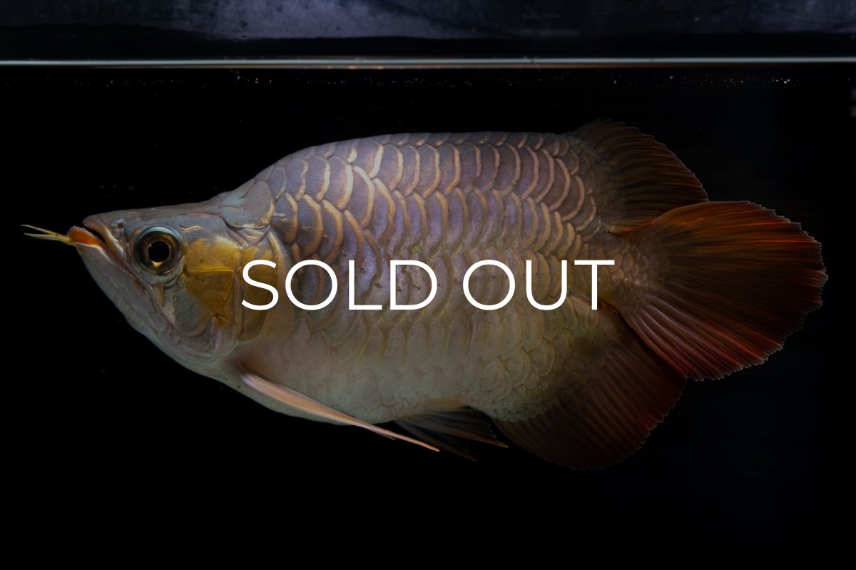 画像18: スーパーレッド ショート個体(#1) NO.51 (18)