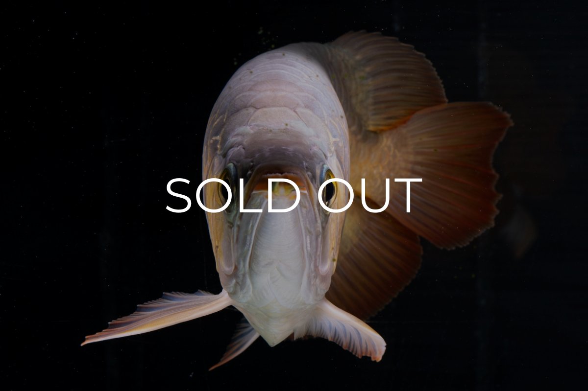 画像17: スーパーレッド ショート個体(#1) NO.51 (17)