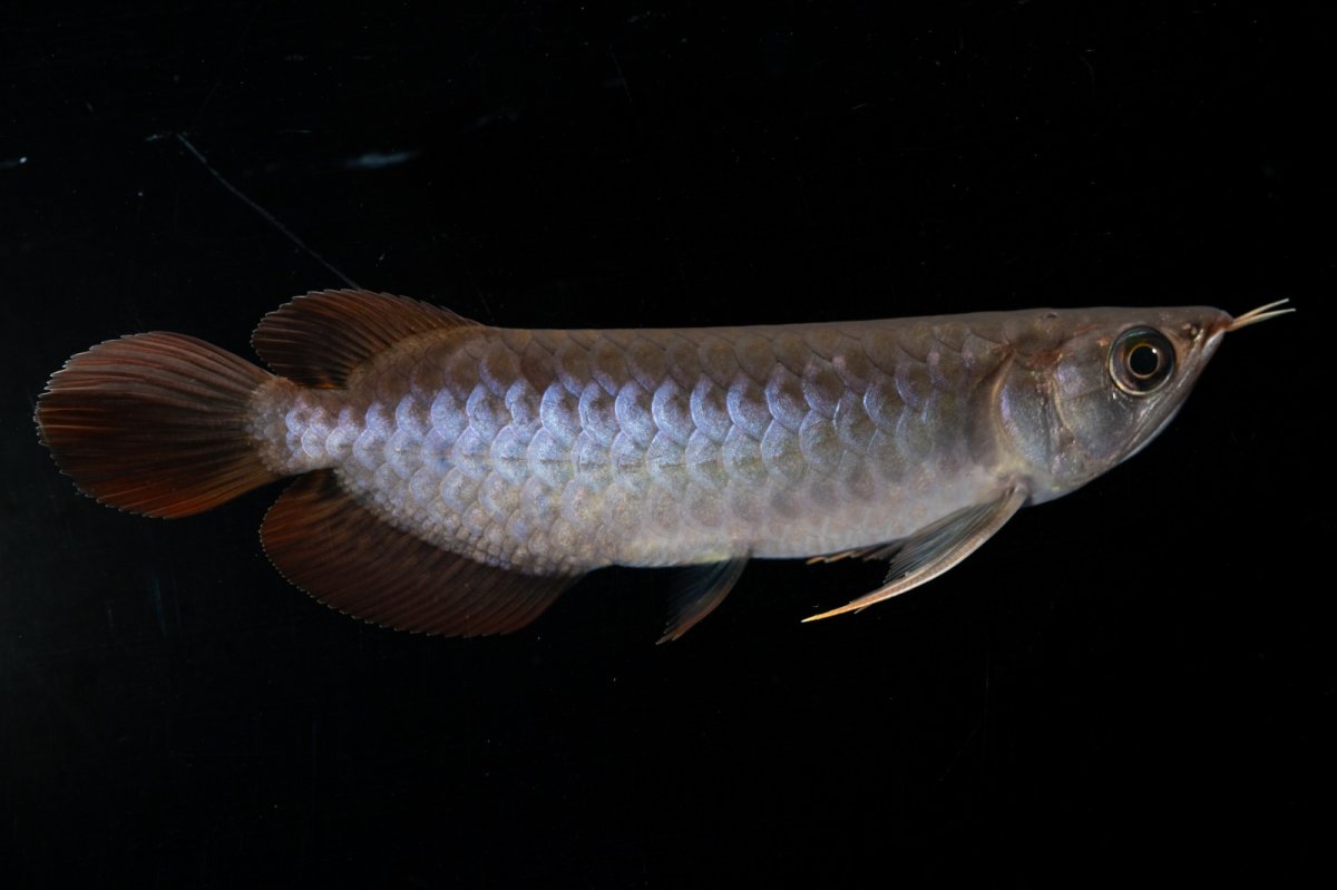 画像8: スーパーレッド  NO.30（プルマタカプアス産） (8)