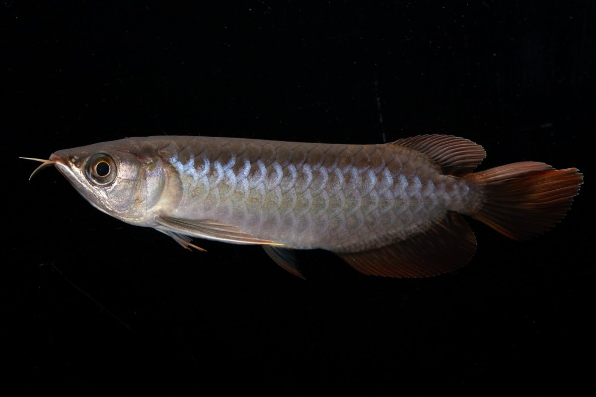 画像7: スーパーレッド  NO.30（プルマタカプアス産） (7)