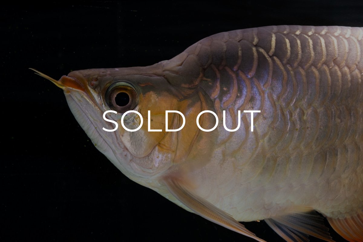 画像16: スーパーレッド ショート個体(#1) NO.51 (16)