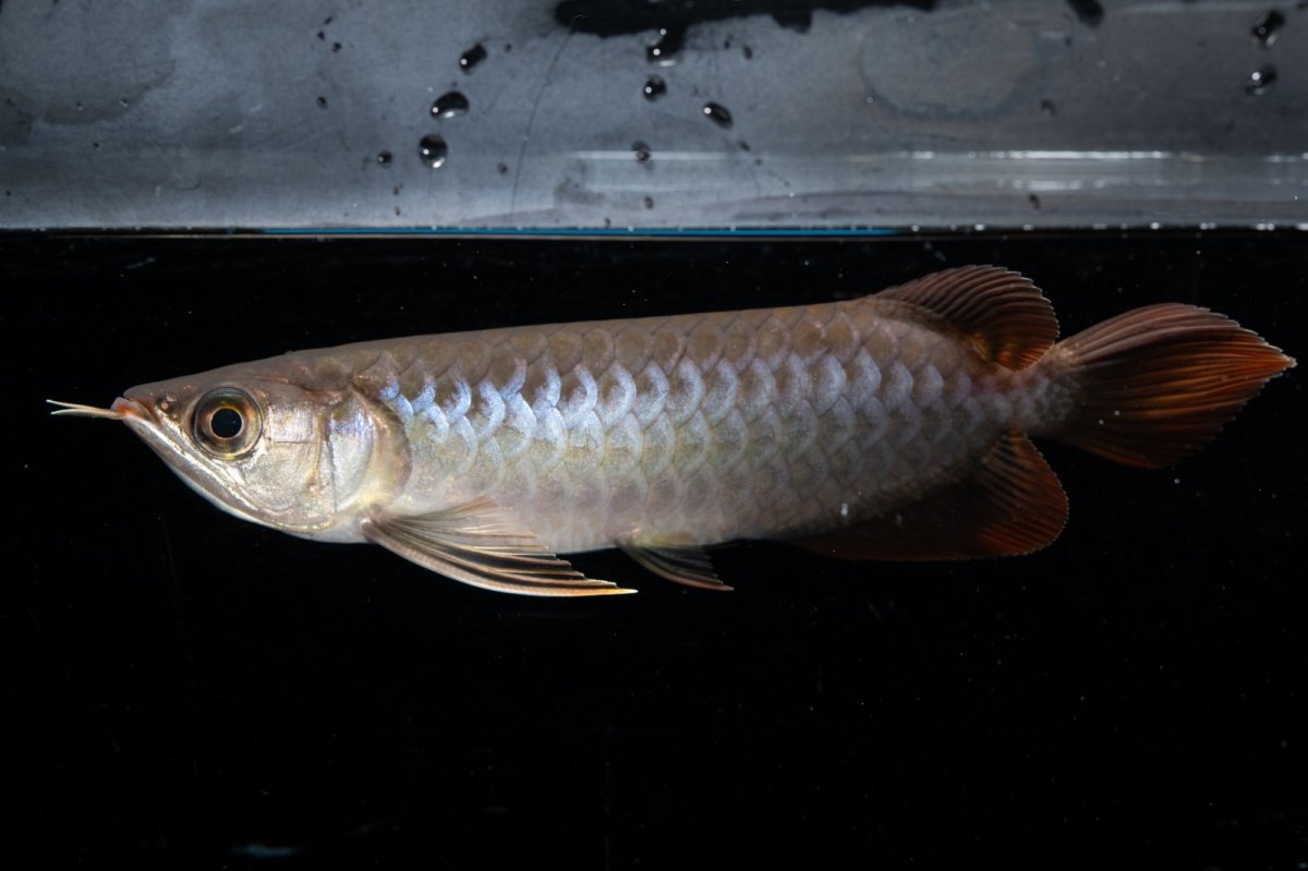 画像3: スーパーレッド  NO.30（プルマタカプアス産） (3)