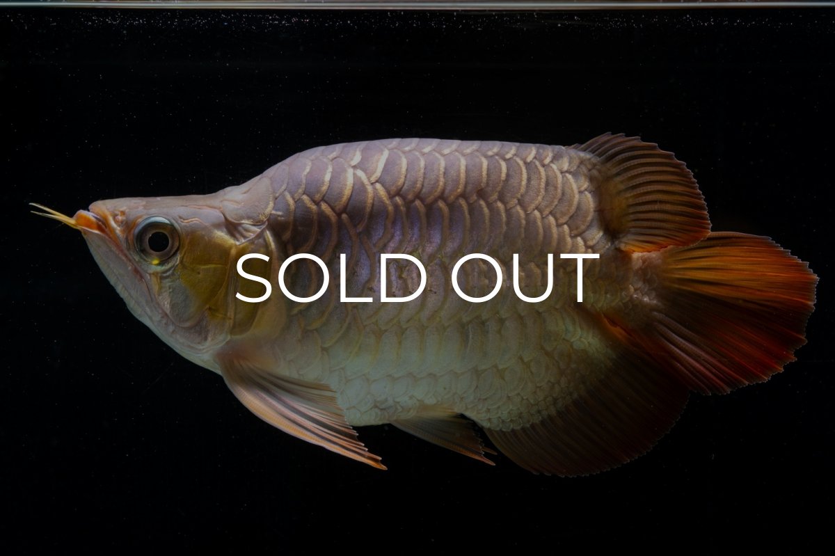 画像15: スーパーレッド ショート個体(#1) NO.51 (15)