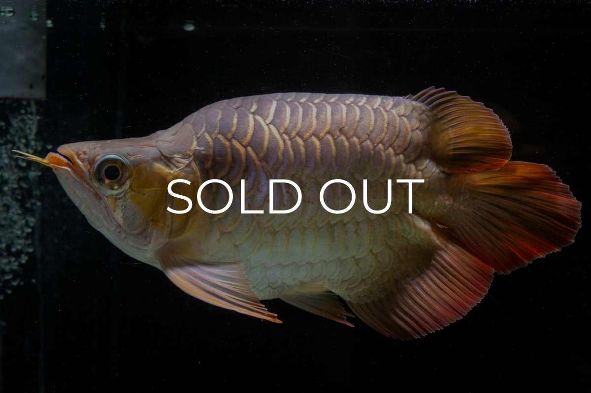 画像14: スーパーレッド ショート個体(#1) NO.51 (14)