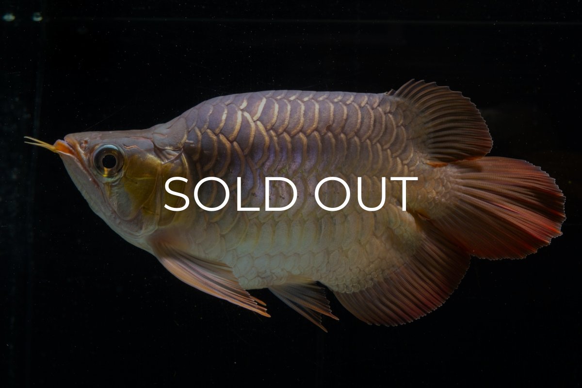 画像12: スーパーレッド ショート個体(#1) NO.51 (12)