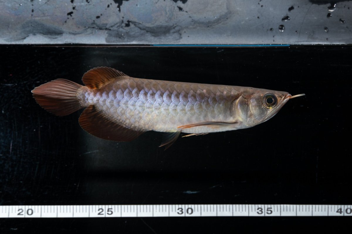 画像11: スーパーレッド  NO.30（プルマタカプアス産） (11)