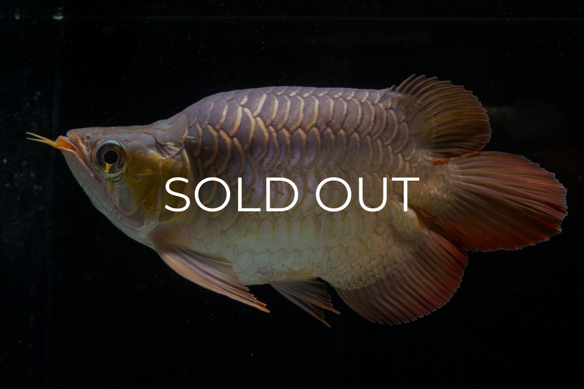 画像10: スーパーレッド ショート個体(#1) NO.51 (10)