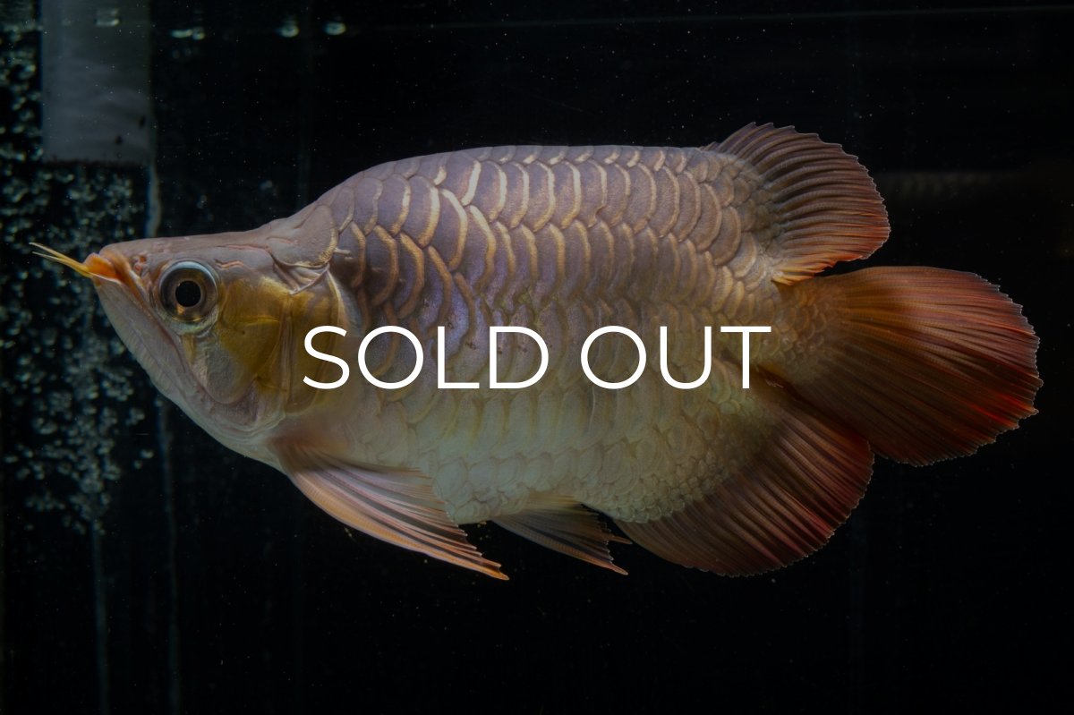 画像8: スーパーレッド ショート個体(#1) NO.51 (8)