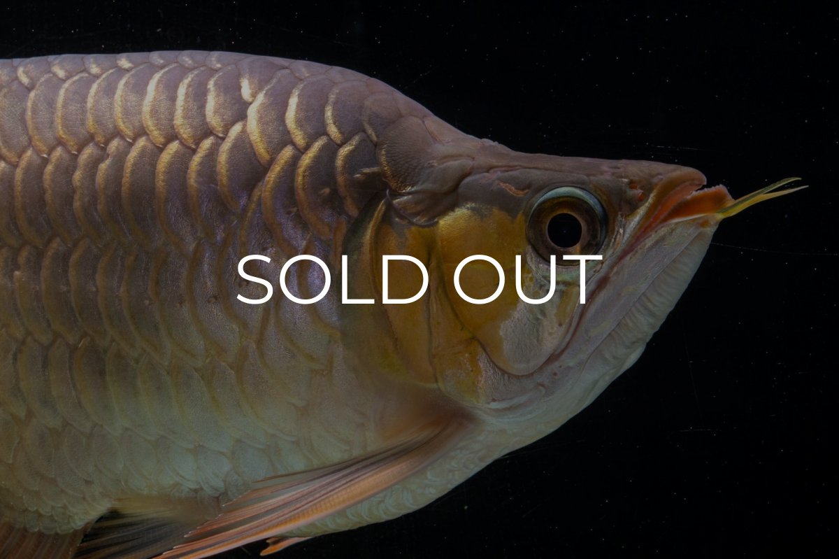 画像3: スーパーレッド ショート個体(#1) NO.51 (3)