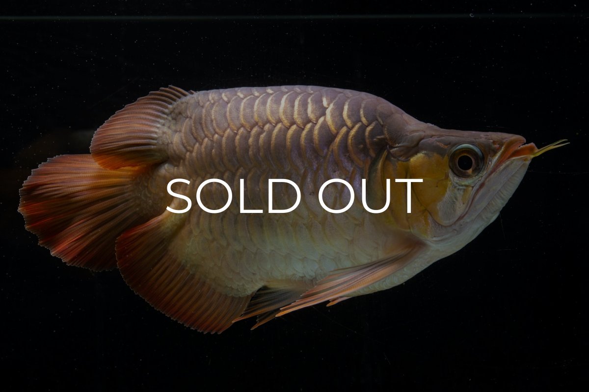 画像5: スーパーレッド ショート個体(#1) NO.51 (5)