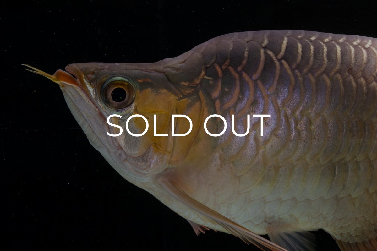 画像4: スーパーレッド ショート個体(#1) NO.51 (4)