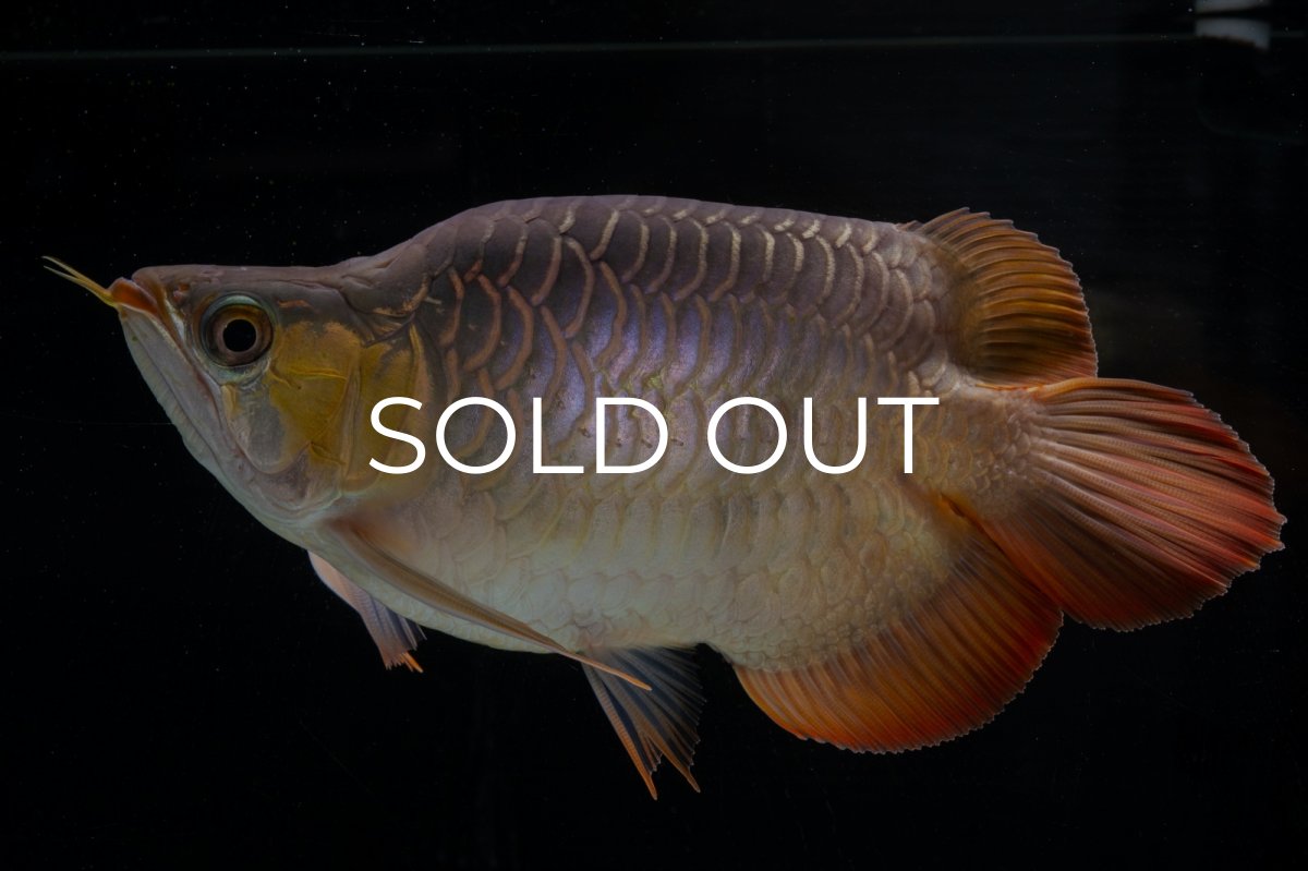 画像6: スーパーレッド ショート個体(#1) NO.51 (6)