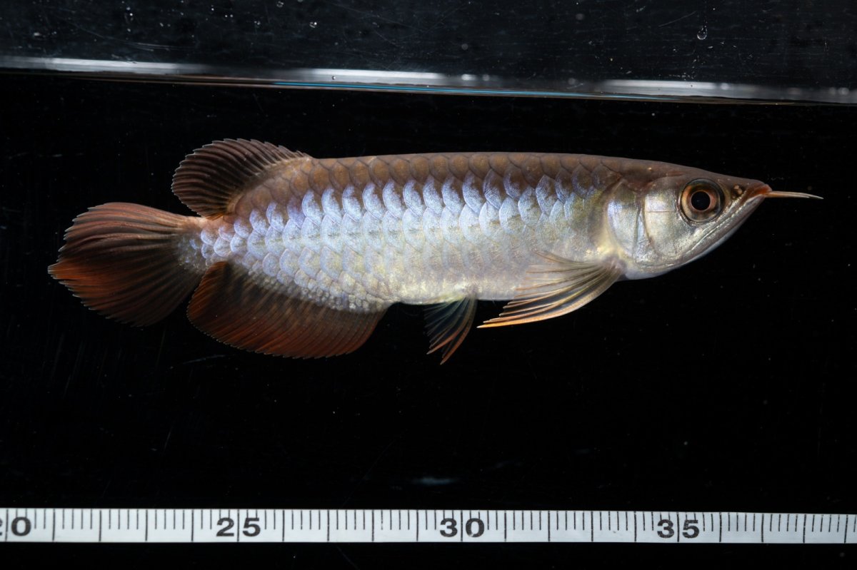 画像13: スーパーレッド  NO.31（プルマタカプアス産） (13)