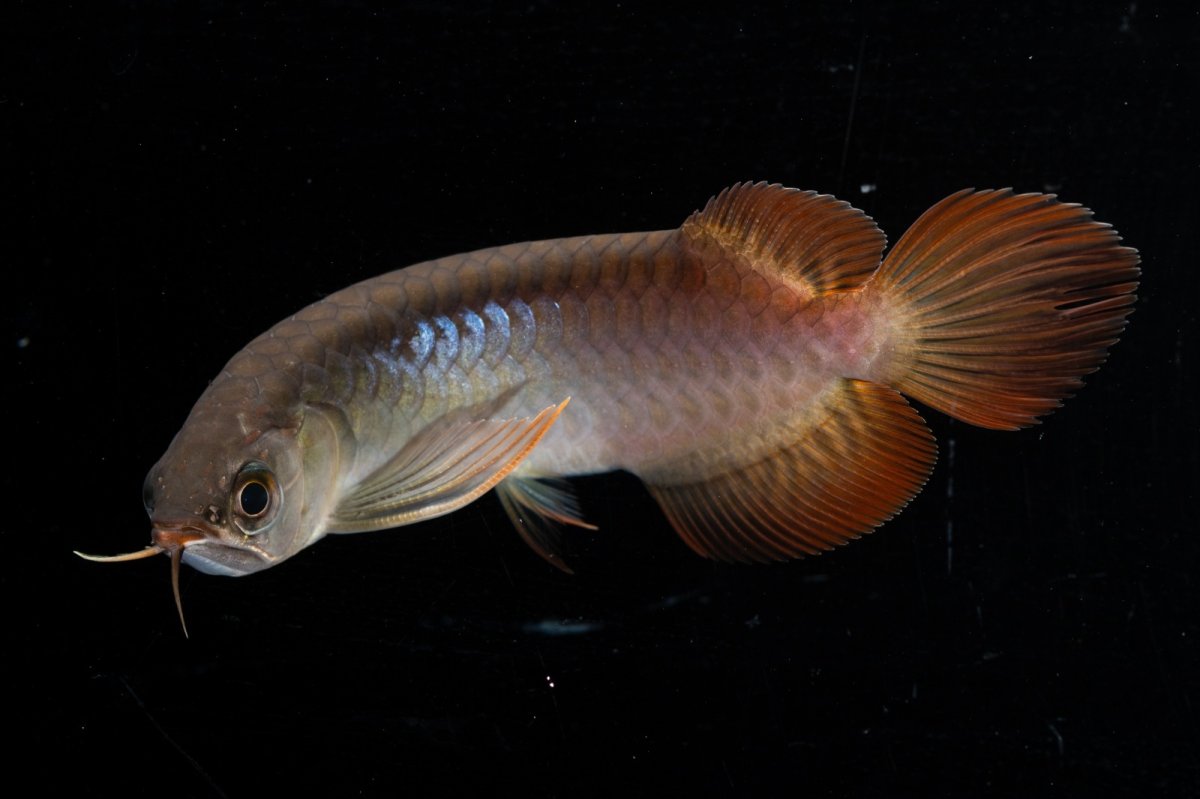 画像12: スーパーレッド  NO.31（プルマタカプアス産） (12)