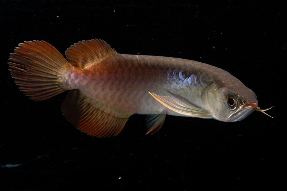 画像11: スーパーレッド  NO.31（プルマタカプアス産） (11)