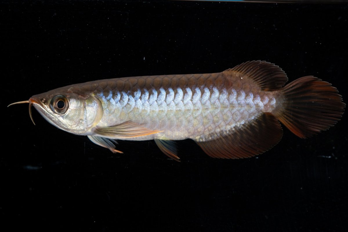 画像10: スーパーレッド  NO.31（プルマタカプアス産） (10)