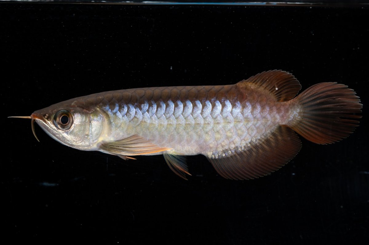 画像8: スーパーレッド  NO.31（プルマタカプアス産） (8)