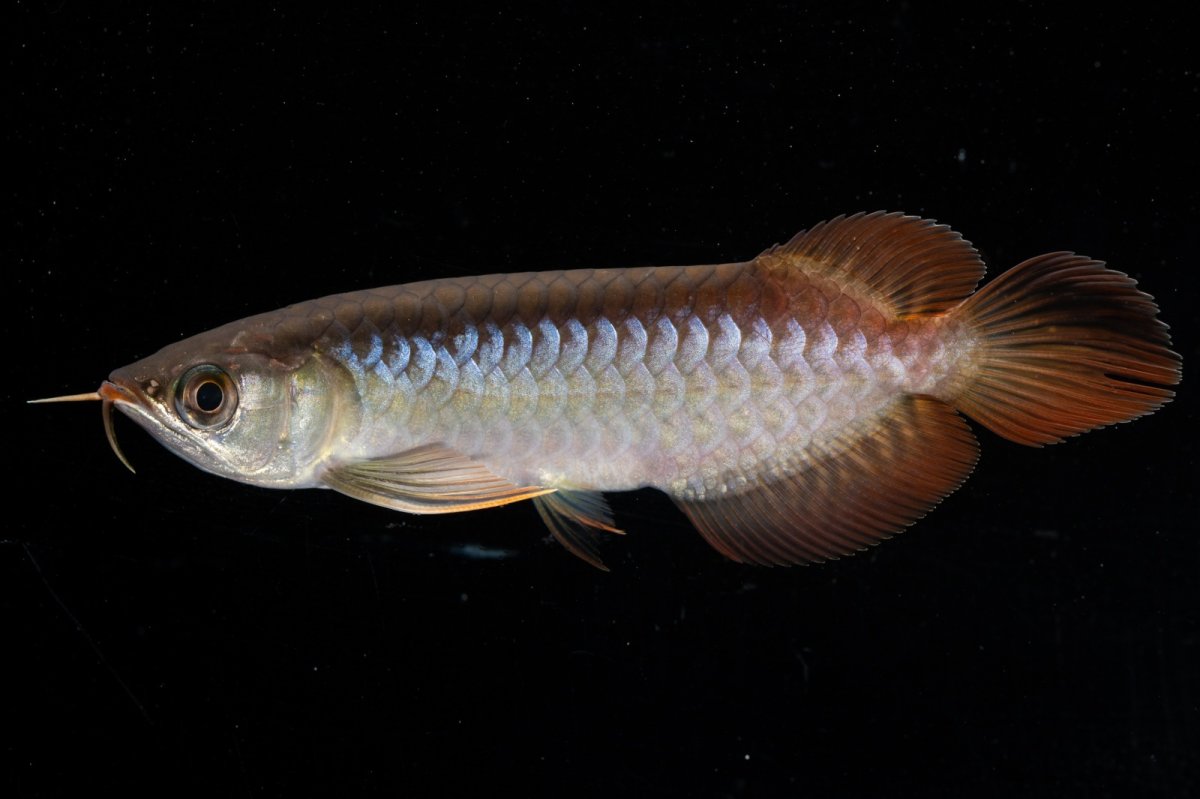 画像6: スーパーレッド  NO.31（プルマタカプアス産） (6)