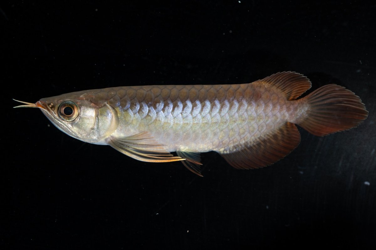 画像4: スーパーレッド  NO.31（プルマタカプアス産） (4)