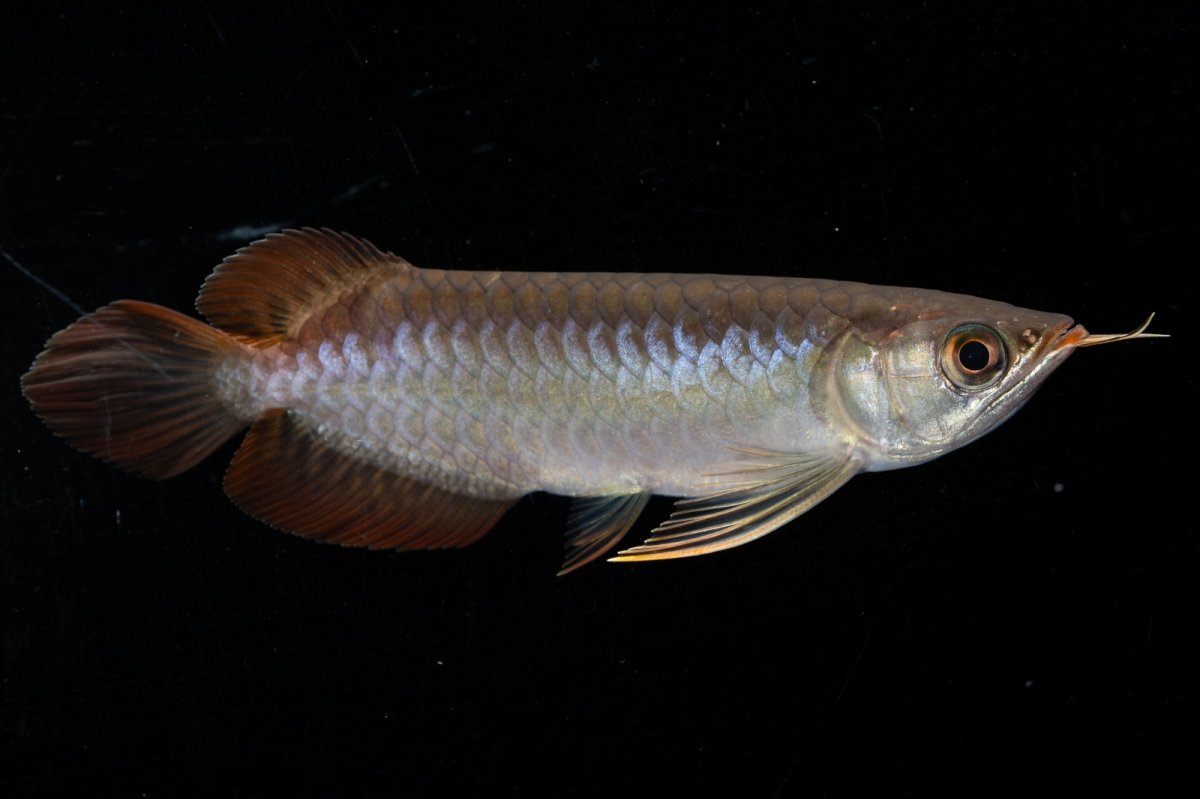 画像9: スーパーレッド  NO.31（プルマタカプアス産） (9)