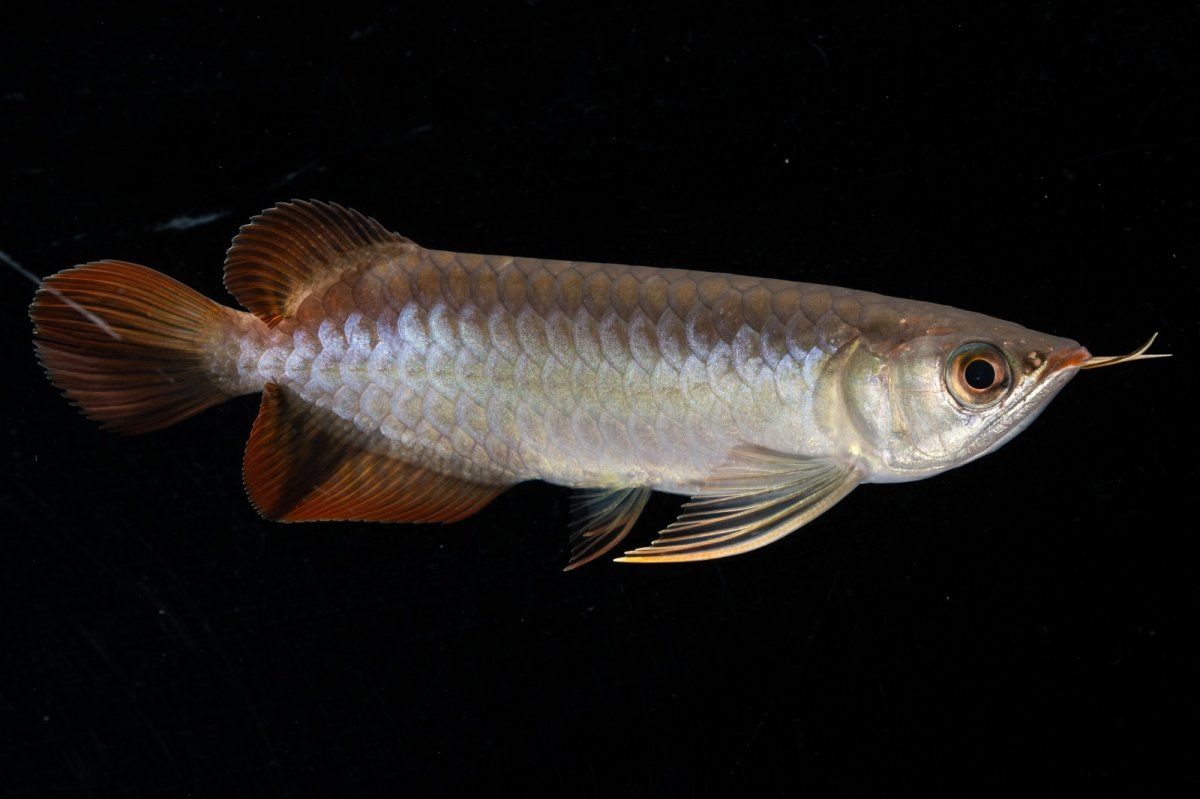 画像5: スーパーレッド  NO.31（プルマタカプアス産） (5)