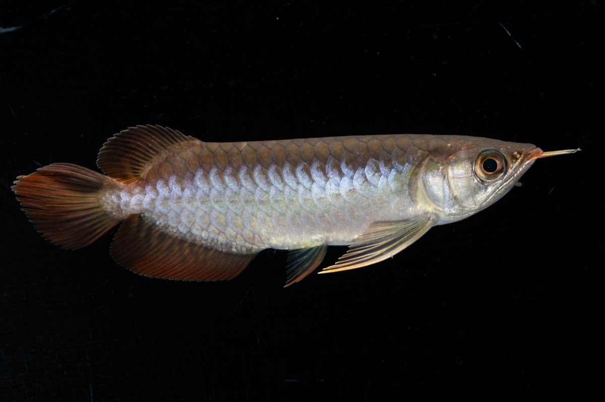 画像3: スーパーレッド  NO.31（プルマタカプアス産） (3)