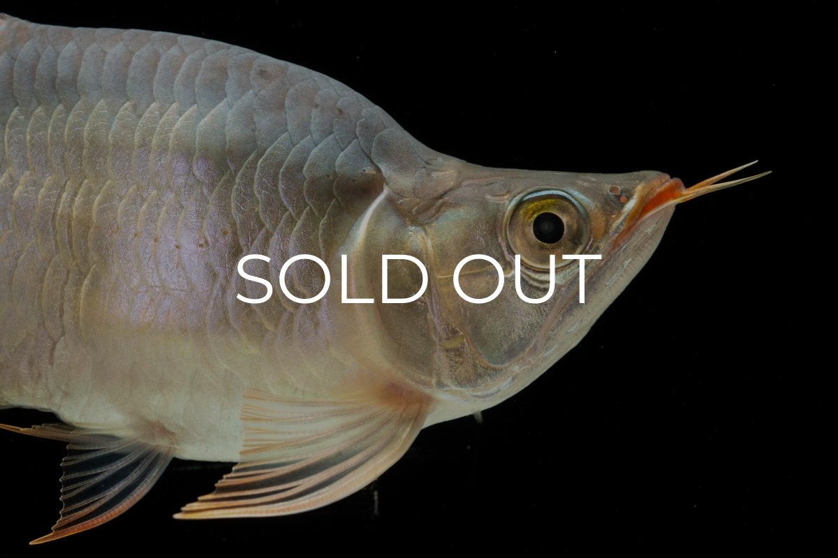 画像11: スーパーレッド ショート個体 NO.29 (11)