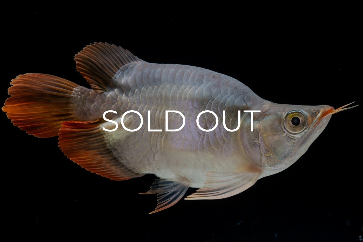 画像12: スーパーレッド ショート個体 NO.29 (12)