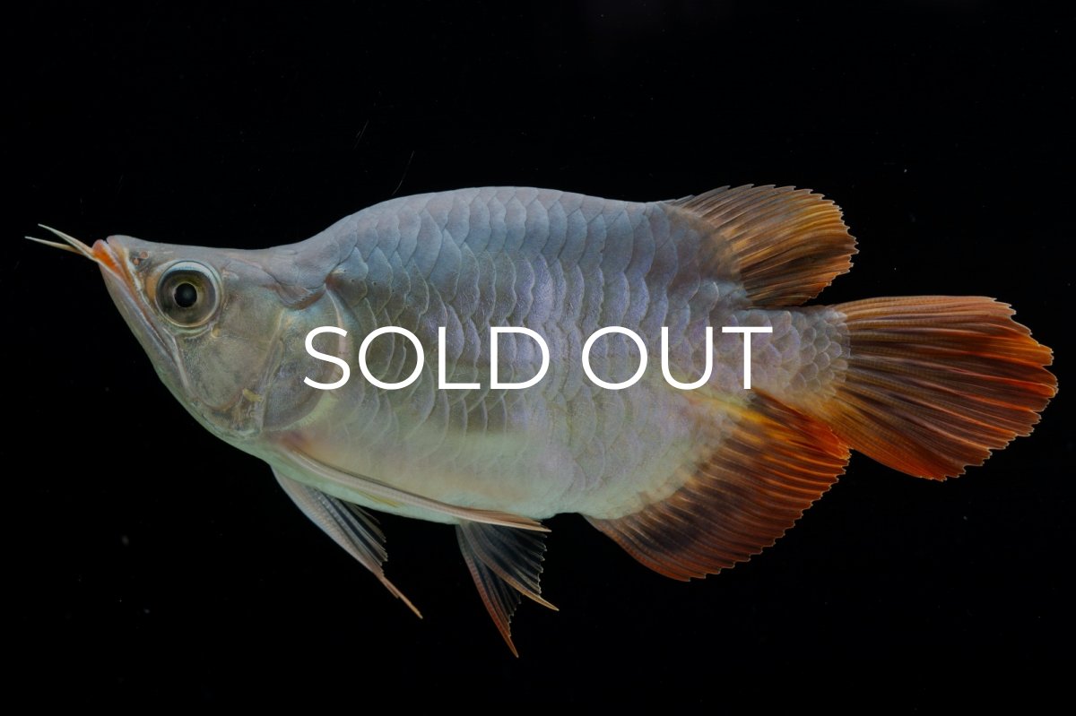 画像7: スーパーレッド ショート個体 NO.29 (7)