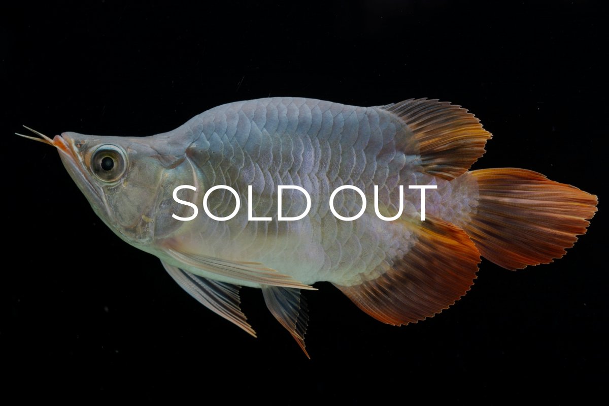 画像5: スーパーレッド ショート個体 NO.29 (5)