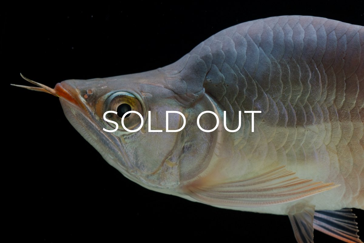 画像10: スーパーレッド ショート個体 NO.29 (10)