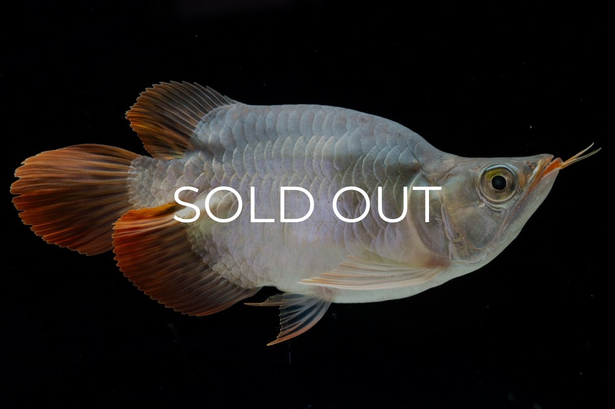 画像8: スーパーレッド ショート個体 NO.29 (8)