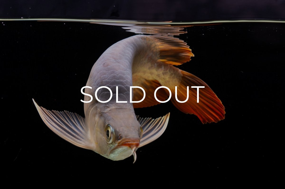 画像9: スーパーレッド ショート個体 NO.29 (9)