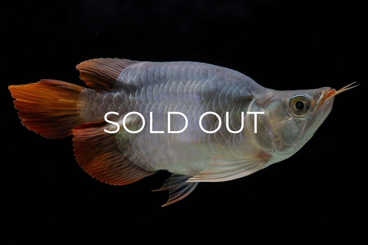 画像6: スーパーレッド ショート個体 NO.29 (6)