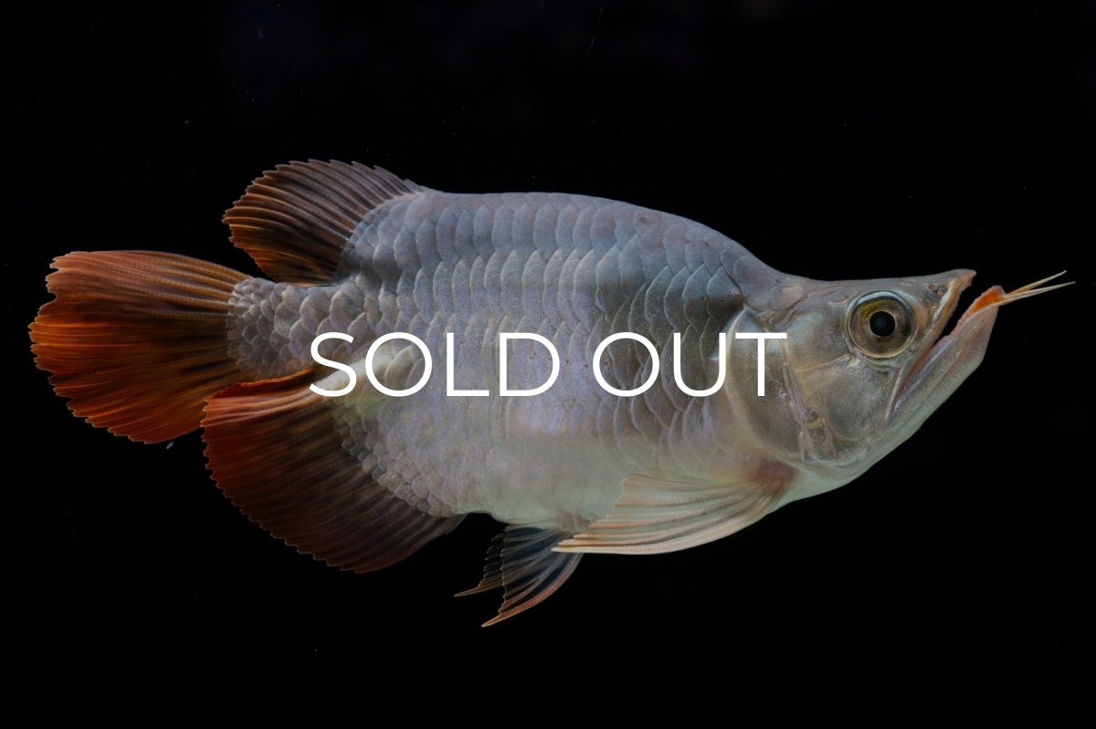 画像4: スーパーレッド ショート個体 NO.29 (4)