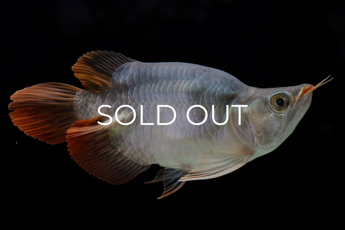 画像2: スーパーレッド ショート個体 NO.29 (2)