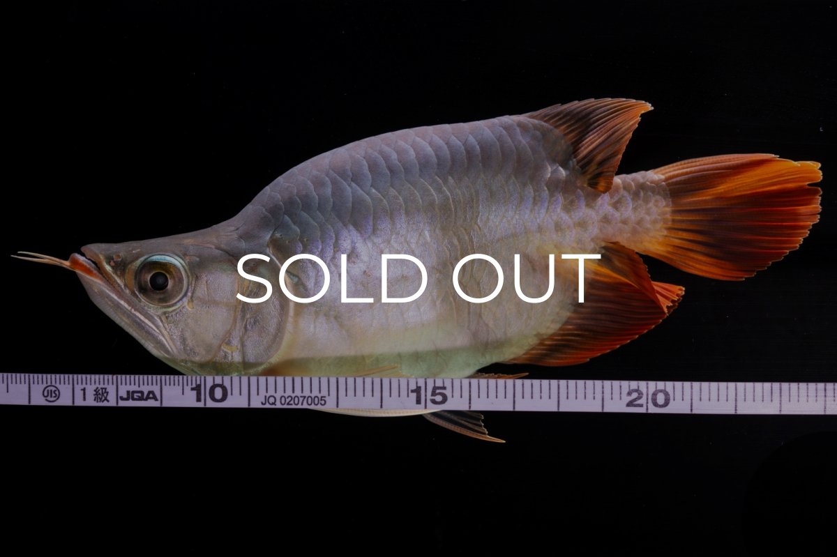 画像13: スーパーレッド ショート個体 NO.29 (13)