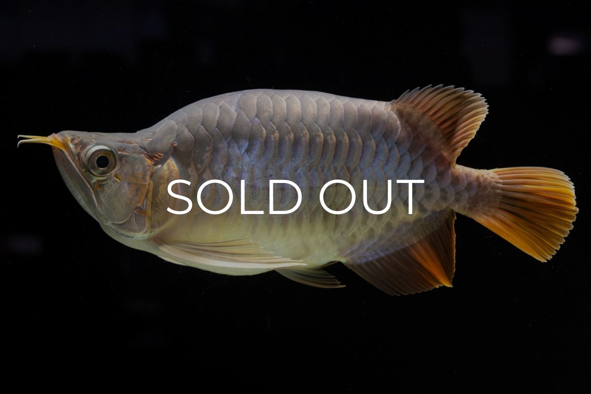 画像11: スーパーレッド ショート個体 NO.48 (11)