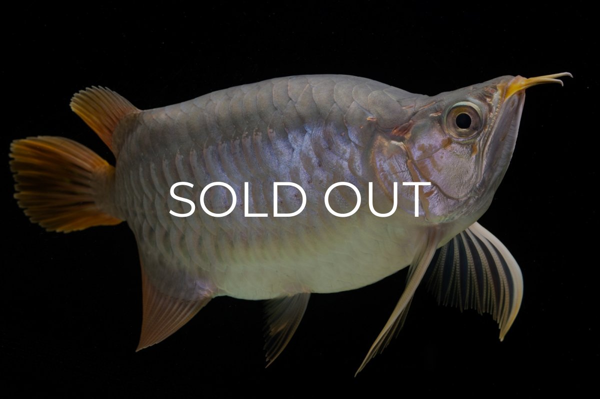 画像13: スーパーレッド ショート個体 NO.48 (13)