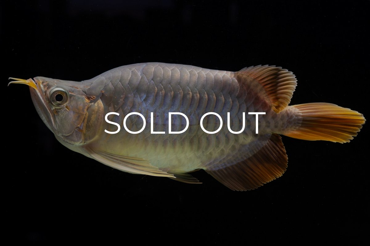 画像7: スーパーレッド ショート個体 NO.48 (7)