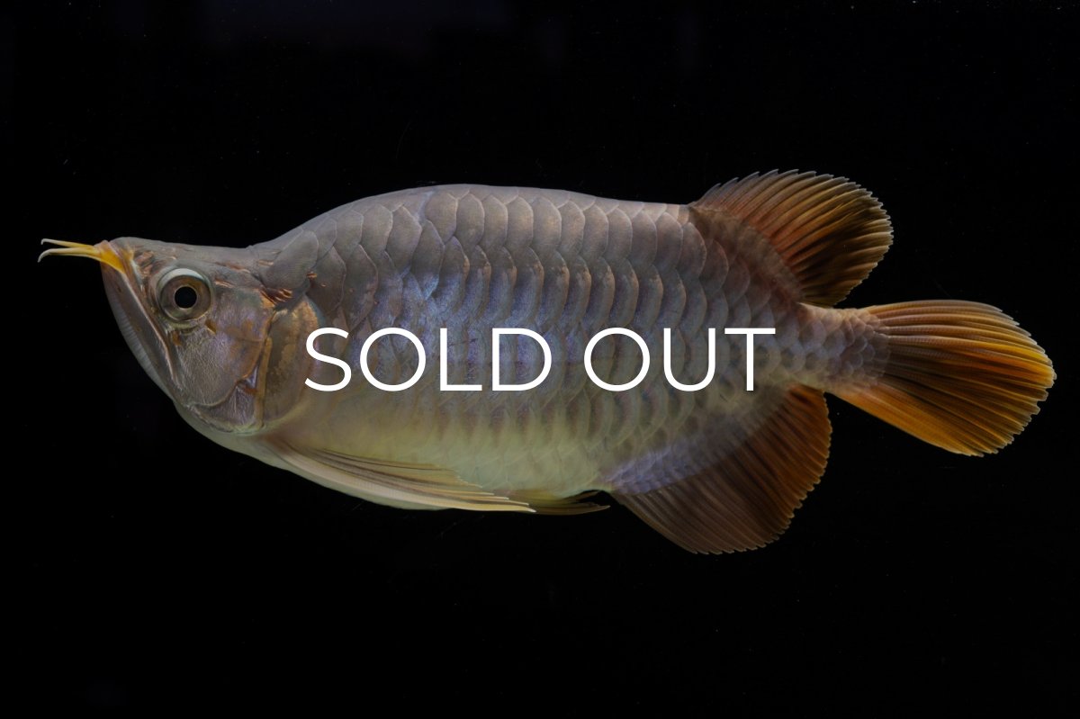 画像3: スーパーレッド ショート個体 NO.48 (3)