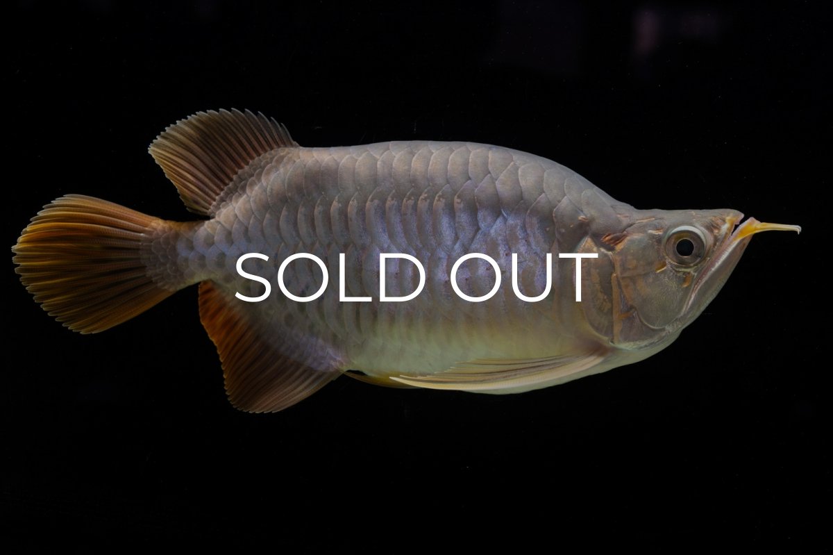 画像10: スーパーレッド ショート個体 NO.48 (10)